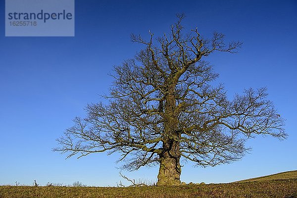 Eiche (Quercus) auf dem Röthelberg  Hohen-Demzin  Mecklenburg-Vorpommern  Deutschland  Europa