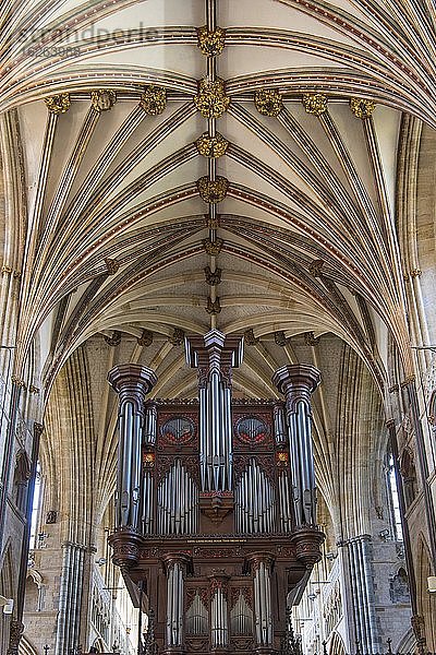 Fächegewölbe und Orgel  Kathedrale St. Peter  Exeter  Devon  England  Großbritannien  Europa