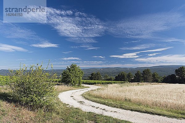 Landstraße durch Getreidefeld  Blick auf Plateau de Vaucluse  Roussillon  Provence  Département Vaucluse  Region Provence-Alpes-Cote d`Azur  Frankreich  Europa