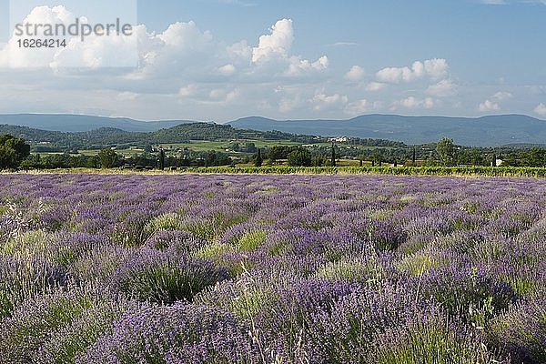 Blühendes Lavendelfeld (Lavandula angustifolia)  Bonnieux  Provence  Département Vaucluse  Region Provence-Alpes-Cote d`Azur  Frankreich  Europa