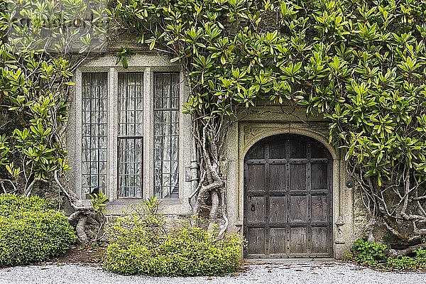 Alte mit Pflanzen eingewachsene Fassade mit Holztür und Fenster  Lanhydrock House  National Trust  Bodmin  Cornwall  Grossbritannien