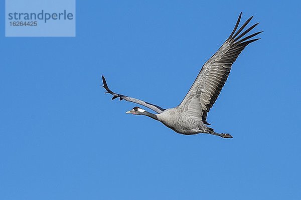 Grauer Kranich (grus grus) fliegend vor blauem Himmel  Zugvogel  Västergötland  Schweden  Europa