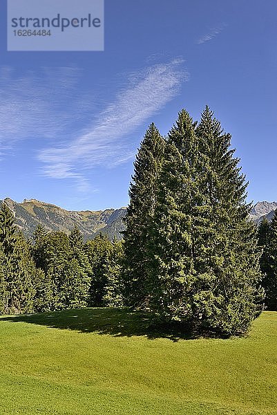 Bergfichten (Picea abies) auf einer Bergwiese  Allgäuer Alpen  Allgäu  Bayern  Deutschland  Europa