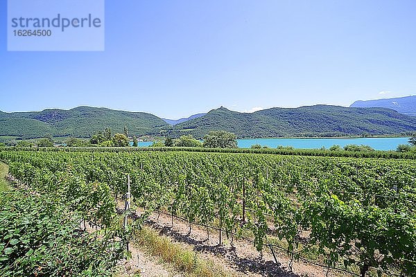 Weinanbau am Kalterersee  Kalterer See  Südtirol  Italien  Europa