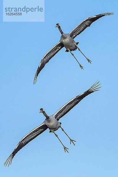 Kranich (grus grus)  Paar fliegend vor blauem Himmel  Vogelzug  Västergötland  Schweden  Europa