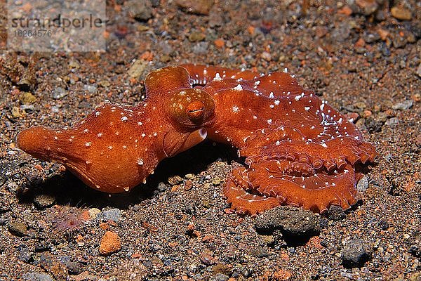 Weißgefleckter Oktopus (Callistoctopus macropus)  Bali  Indopazifik  Indonesien  Asien