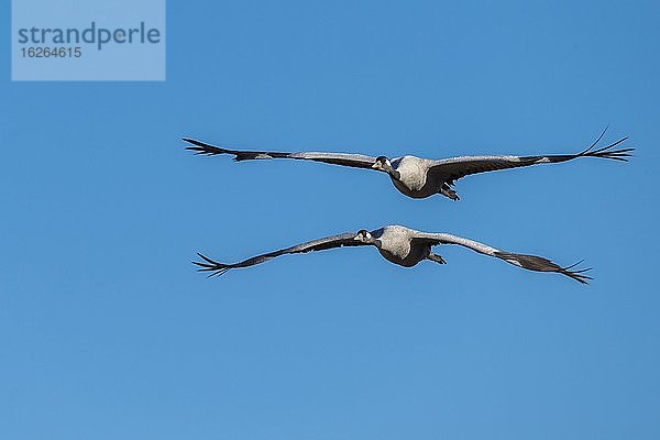 Zwei Graue Kraniche (grus grus) fliegend vor blauem Himmel  parallel  Zugvogel  Västergötland  Schweden  Europa