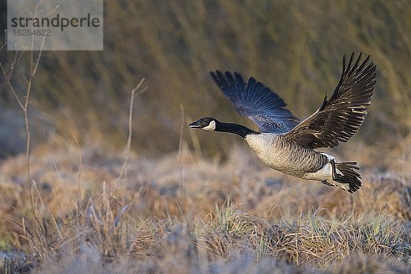 Auffliegende Kanadagans (Branta canadensis) über dem Moor  Västergötland  Schweden  Europa