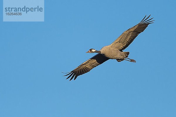 Kranich (grus grus) fliegend vor blauem Himmel  Vogelzug  Västergötland  Schweden  Europa