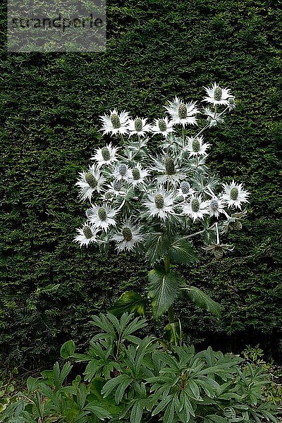 Blühender Riesen-Mannstreu (Eryngium giganteum)  England