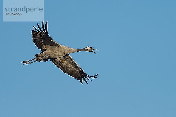 Rufender Kranich (grus grus) fliegend vor blauem Himmel  Vogelzug  Västergötland  Schweden  Europa