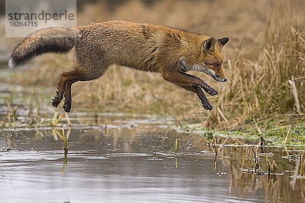 Rotfuchs (Vulpes vulpes)  Jungtier im Winterfell springt über einen Bach  Niederlande  Europa