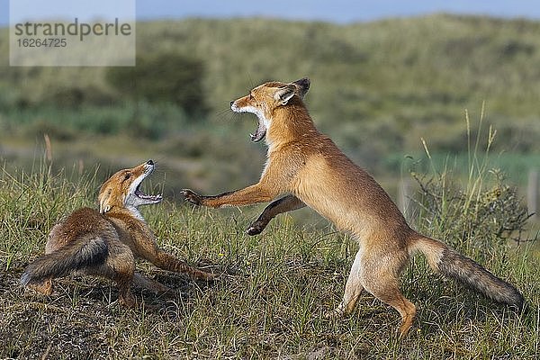 Zwei Rotfüchse (Vulpes vulpes) kämpfen mit aufgerissenem Maul  spielerisch  Niederlande  Europa
