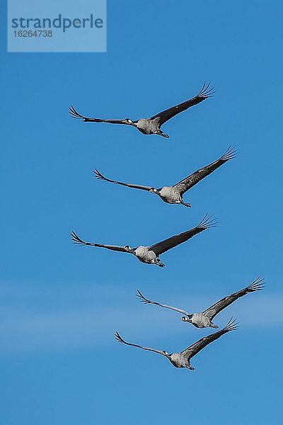 Gruppe Grauer Kraniche (grus grus) fliegend vor blauem Himmel  Vogelzug  Västergötland  Schweden  Europa