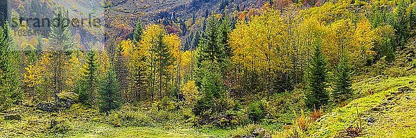Herbstlicher Bergwald im Oytal  ein Hochtal bei Oberstdorf  dahinter der Stuibenfall  Allgäuer Alpen  Allgäu  Bayern  Deutschland  Europa