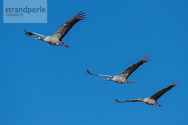 Gruppe Grauer Kraniche (grus grus) fliegend vor blauem Himmel  Vogelzug  Västergötland  Schweden  Europa