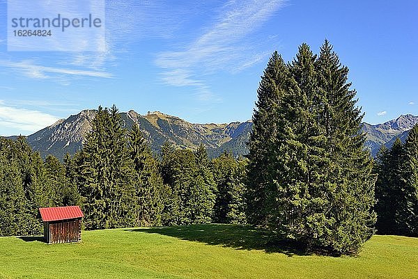 Heuschober auf einer Bergwiese  umgeben von Bergfichten (Picea abies)  Allgäuer Alpen  Allgäu  Bayern  Deutschland  Europa