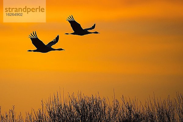 Fliegende Graue Kraniche (grus grus) vor orangefarbenem Morgenhimmel  Sonnenaufgang  Zugvogel  Västergötland  Schweden  Europa