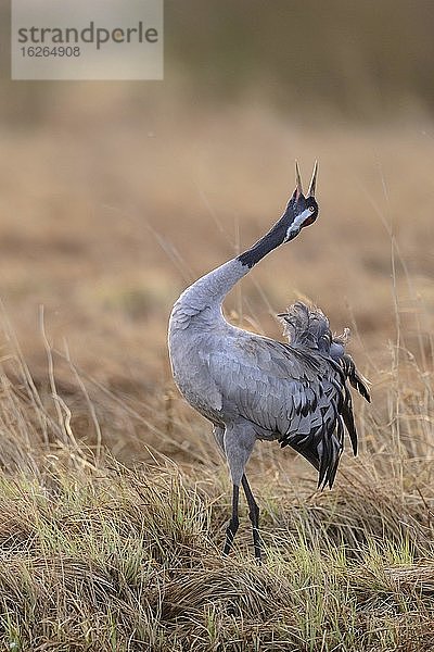 Kranich (grus grus) rufend in einem Moor  Balz  Tanz der Kraniche  Trompetenruf  Västergötland  Schweden  Europa