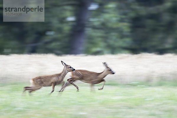 Laufende Rehe (Capreolus capreolus)  Ricke mit Kitz  auf Wiese  Hessen  Deutschland  Europa