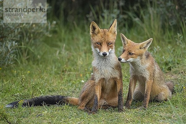 Rotfüchse (Vulpes vulpes)  Muttertier mit Jungtier  sitzen nebeneinander  Jungfuchs  Niederlande  Europa