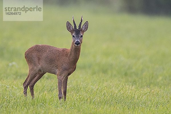 Rehbock (Capreolus capreolus) in der Blattzeit  Reh  Oldenburger Münsterland  Vechta  Niedersachsen  Deutschland  Europa