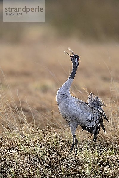 Kranich (grus grus) rufend in einem Moor  Balz  Tanz der Kraniche  Trompetenruf  Västergötland  Schweden  Europa