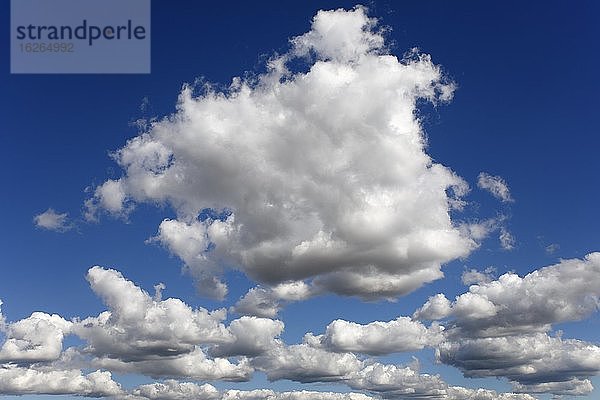 Blauer Himmel mit weißen Haufenwolken (Cumulus)  Schleswig-Holstein  Deutschland  Europa