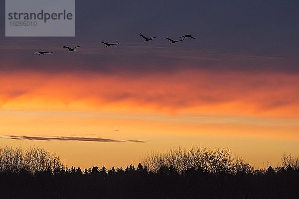 Fliegende Kraniche (grus grus) vor Morgenhimmel  Sonnenaufgang  Zugvogel  Vogelzug  Västergötland  Schweden  Europa