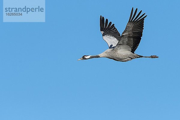 Grauer Kranich (grus grus) fliegend vor blauem Himmel  Zugvogel  Västergötland  Schweden  Europa