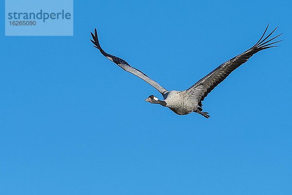 Grauer Kranich (grus grus) fliegend vor blauem Himmel  Zugvogel  Västergötland  Schweden  Europa