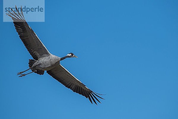 Grauer Kranich (grus grus)  fliegend vor blauem Himmel  Zugvogel  Västergötland  Schweden  Europa