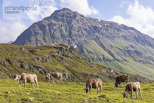 Kühe auf der Alm  Oberhalbstein  Alpen  Graubünden  Schweiz  Europa