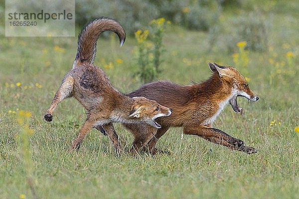 Rotfüchse (Vulpes vulpes)  Jungfüchse kämpfen spielerisch mit aufgerissenem Maul  Niederlande  Europa