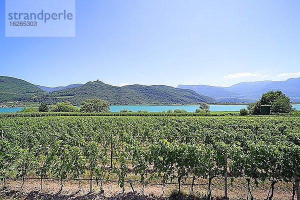 Weinanbau am Kalterersee  Kalterer See  Südtirol  Italien  Europa