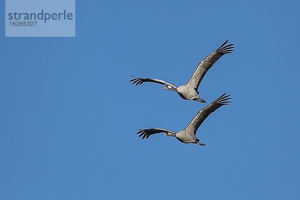 Kraniche (grus grus) fliegend vor blauem Himmel  Zugvogel  Vogelzug  Västergötland  Schweden  Europa