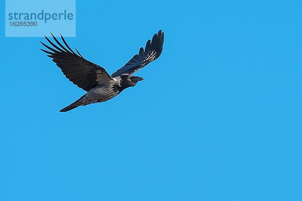 Nebelkrähe (Corvus corone) im Flug vor blauem Himmel  Västergötland  Schweden  Europa