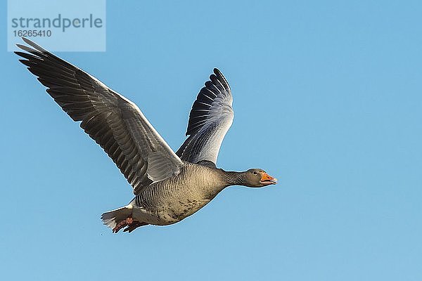 Fliegende Graugans (anser anser) vor blauem Himmel  Zugvogel  Västergötland  Schweden  Europa