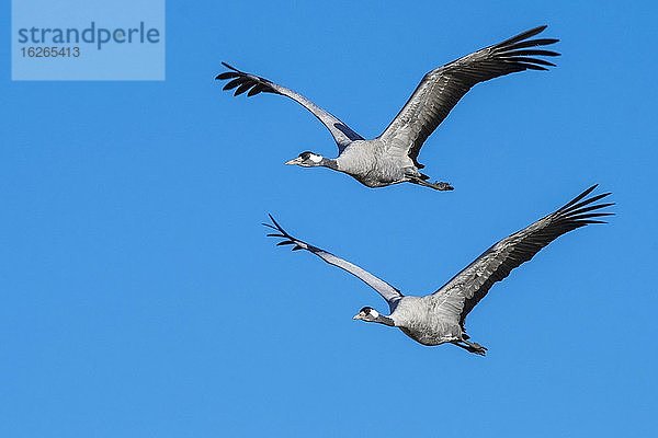 Grauer Graue Kraniche (grus grus) fliegend vor blauem Himmel  Zugvogel  Västergötland  Schweden  Europa