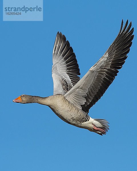 Fliegende Graugans (anser anser) vor blauem Himmel  Zugvogel  Västergötland  Schweden  Europa