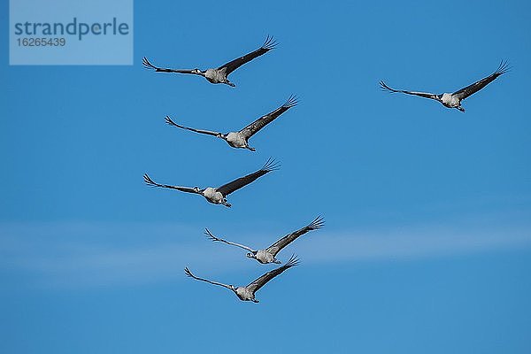 Gruppe Grauer Kraniche (grus grus) fliegend vor blauem Himmel  Vogelzug  Västergötland  Schweden  Europa