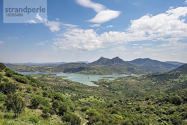 Blick über grüne hügelige Landschaft mit Stausee Zahara-El Gastor Reservoir  Sierra de Cádiz  Provinz Cádiz  Spanien  Europa