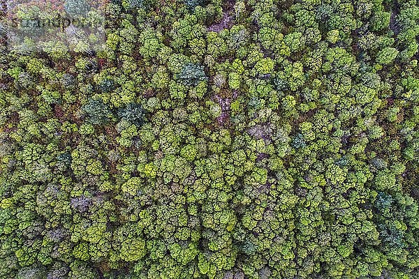 Luftbild  Baumkronen von oben  Goldenstedter Moor  Oldenburger Münsterland  Niedersachsen  Deutschland  Europa