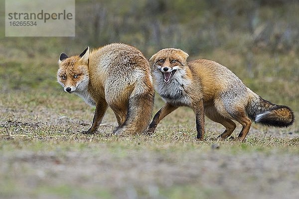 Rotfüchse (Vulpes vulpes)  zwei Männchen im Winterfell  kämpfend  Ranz  Niederlande  Europa
