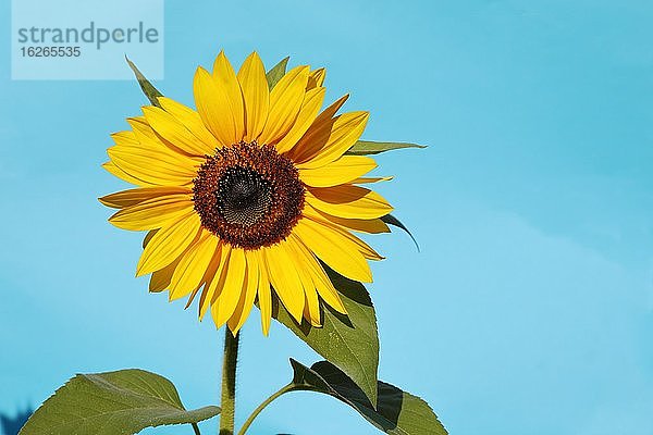 Gewöhnliche Sonnenblume (Helianthus annuus)  Nordrhein-Westfalen  Deutschland  Europa