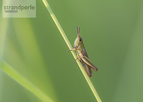 Gemeiner Grashüpfer (Chorthippus parallelus) auf einem Grashalm  Perlacher Forst  Oberbayern  Bayern  Deutschland  Europa