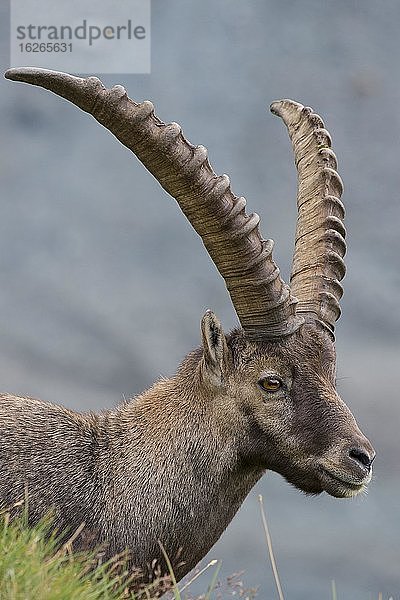 Steinbock (Ibex)  Porträt  Heiligenblut  Kärnten  Österreich  Europa