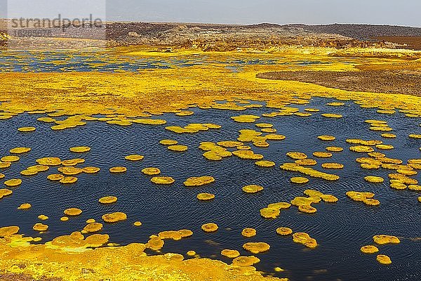 Geothermalgebiet mit Schwefelablagerungen und säurehaltigen Salzlaken  Dallol  Danakil Senke  Äthiopien  Afrika