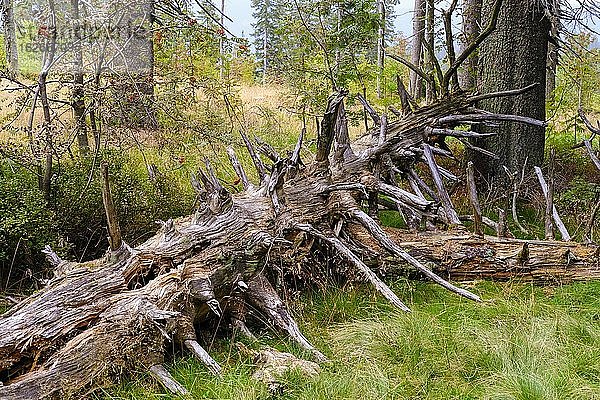 Verottende Fichte (Picea abies) im lichten Bergwald  auf Berg Enzian  Arberkamm  Bayerischer Wald  Niederbayern und Oberpfalz  Bayern  Deutschland  Europa