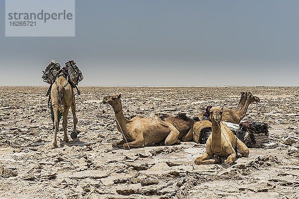 Dromedare liegen in trockenem Salzsee  werden mit Salzplatten beladen  bei Dallol  Danakil-Depression  Afar Region  Äthiopien  Afrika